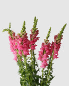 Bouquet of hot pink snapdragons on a light grey background