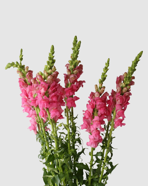Bouquet of hot pink snapdragons on a light grey background
