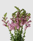 Bouquet of lavender snapdragons on a light grey background