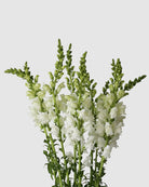 Bouquet of white snapdragons on a light grey background