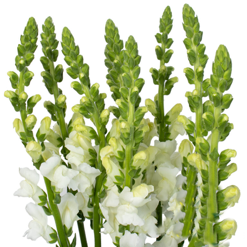 Fresh Blooms Flowers-Snapdragons