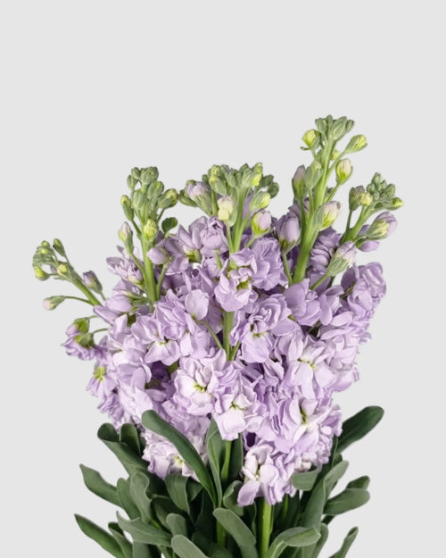 Lavender Stock on a light grey background
