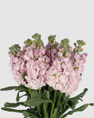 Light Pink Stock on a light grey background