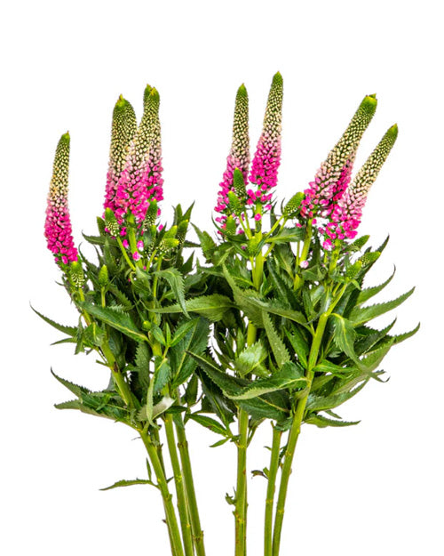 Fresh Blooms Flowers-Freesias