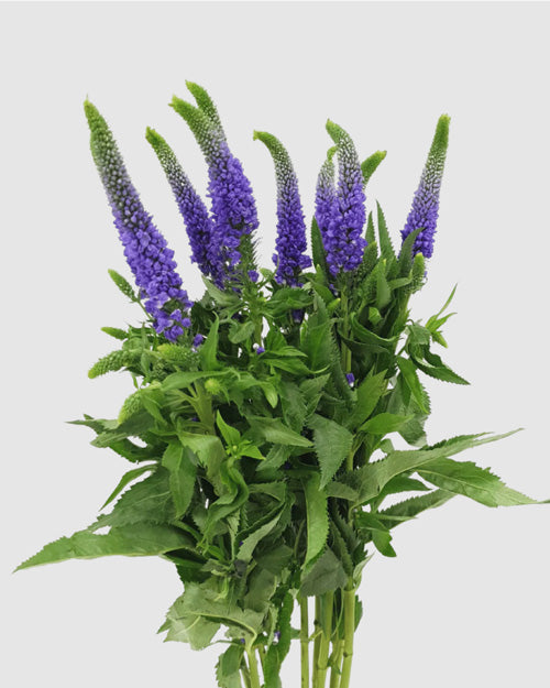 Fresh Blooms Flowers-Freesias