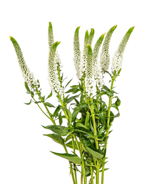 Fresh Blooms Flowers-Freesias