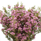 Fresh Blooms Flowers-Waxflowers