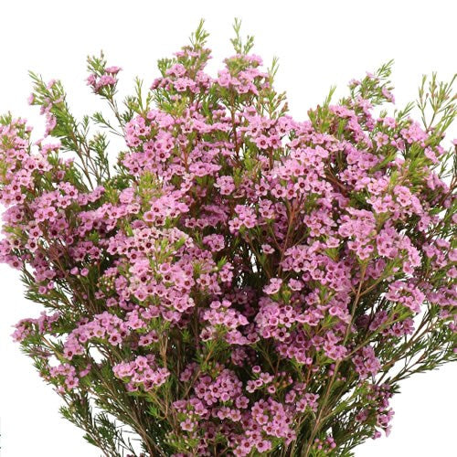 Fresh Blooms Flowers-Waxflowers