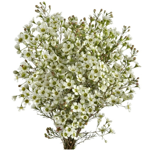 Fresh Blooms Flowers-Waxflowers