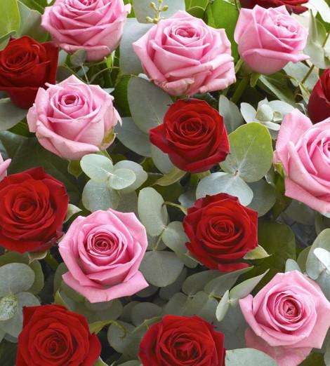 Fresh Blooms Flowers-24 Red & Pink Roses Bouquet
