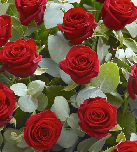 Fresh Blooms Flowers-24 Red Roses Bouquet