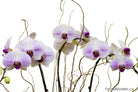 Fresh Blooms Flowers-Heavenly Orchids