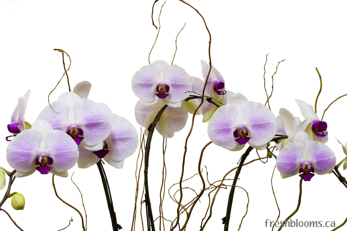 Fresh Blooms Flowers-Heavenly Orchids