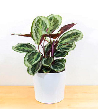 is a peacock plant a prayer plant Calathea (Peacock) Plant