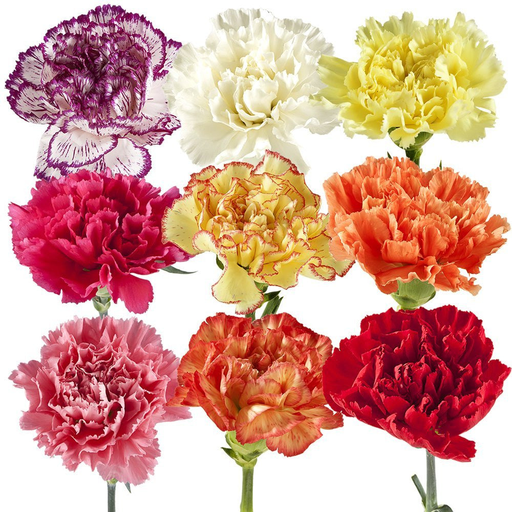 Fresh Blooms Flowers-Carnations Assorted