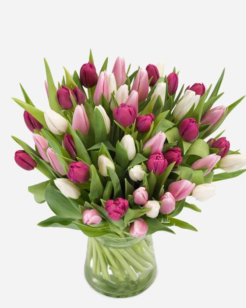 Fresh Blooms Flowers-Cotton Candy Tulips