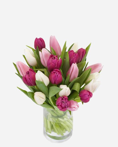 Fresh Blooms Flowers-Cotton Candy Tulips