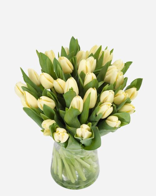 Fresh Blooms Flowers-Creamy Tulips