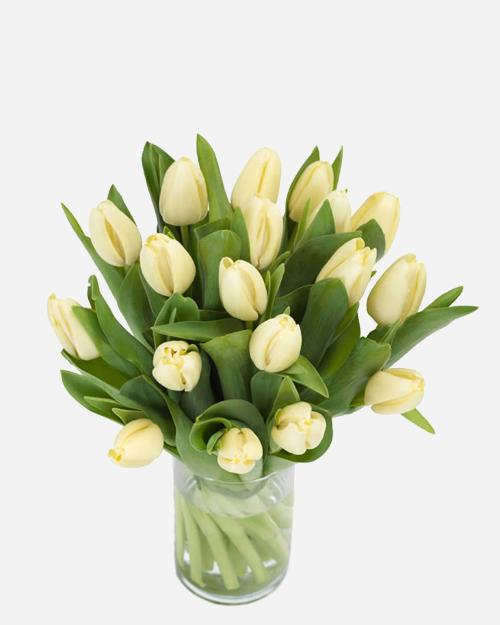 Fresh Blooms Flowers-Creamy Tulips