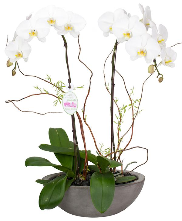 Fresh Blooms Flowers-Double Orchids Elegance