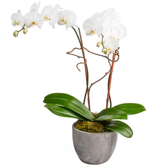 Fresh Blooms Flowers-Double White Orchids