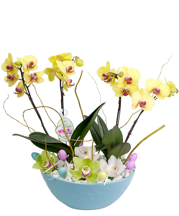 Fresh Blooms Flowers-Easter Orchids Planter
