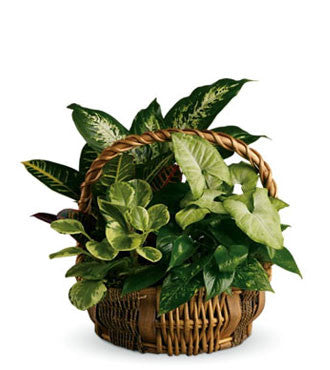 Fresh Blooms Flowers-Emerald Garden Basket