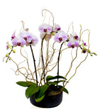 Fresh Blooms Flowers-Heavenly Orchids