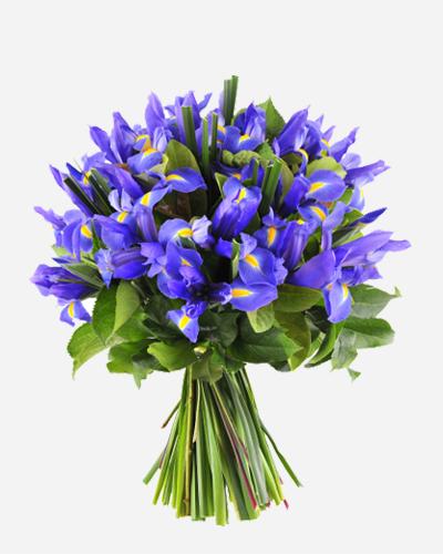 Blue Iris, Purple Iris Flowers Bouquet, Certified B Corp