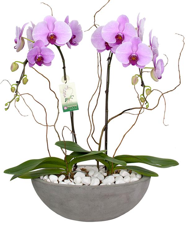Fresh Blooms Flowers-Lavish Pink Orchids