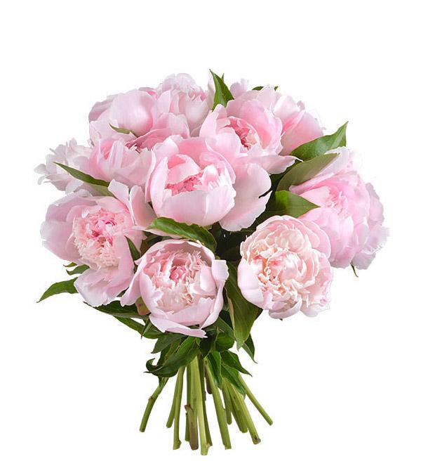 Art Photography Bouquet Pink Peony, 59% OFF