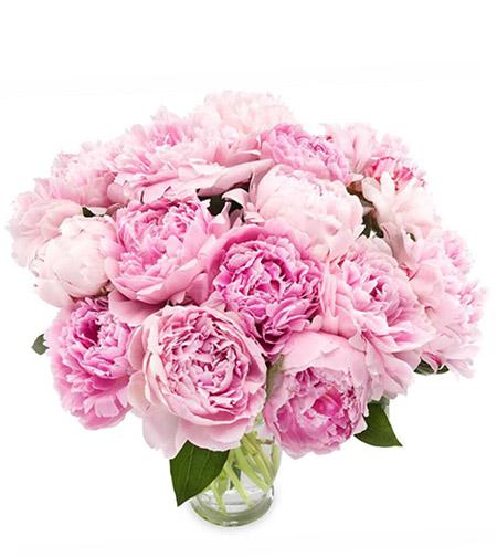 Fresh Blooms Flowers-Light Pink Peony Bouquet