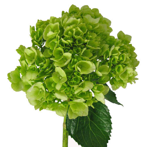 Fresh Blooms Flowers-Mini Green Hydrangeas