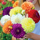 Fresh Blooms Flowers-Vibrant Dahlia Bouquet