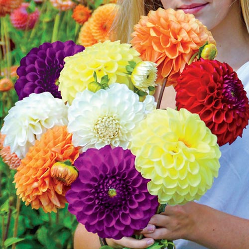 Fresh Blooms Flowers-Vibrant Dahlia Bouquet