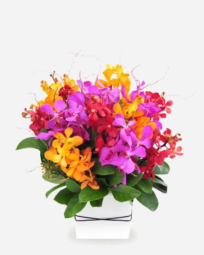 Fresh Blooms Flowers-Mokara Beauty