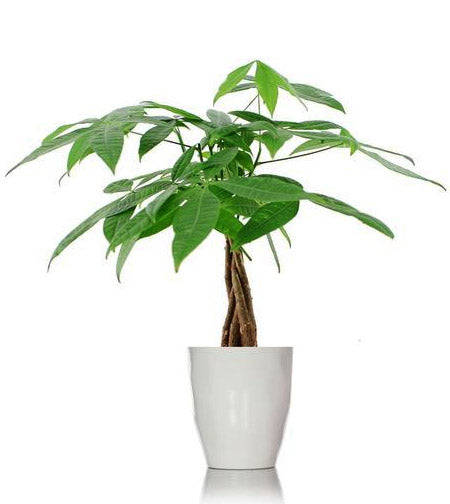 money tree abbotsford bc Money Tree Plant