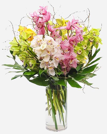 Fresh Blooms Flowers-Orchid Divine