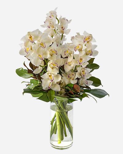 Fresh Blooms Flowers-Orchid Elegance