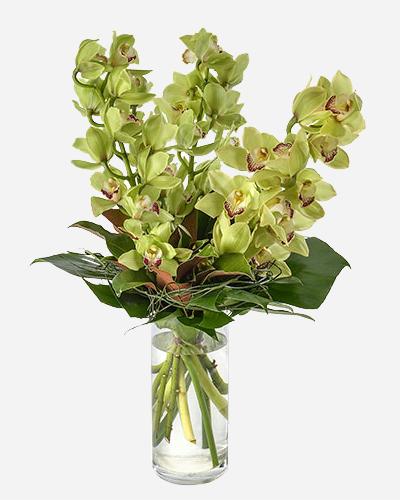 Fresh Blooms Flowers-Orchid Elegance