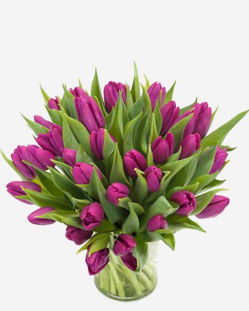 Fresh Blooms Flowers-Passion Purple Tulips