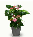 Fresh Blooms Flowers-Pink Anthurium