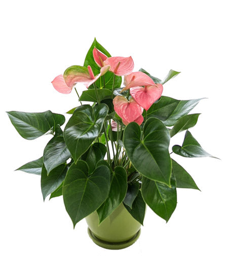Fresh Blooms Flowers-Pink Anthurium