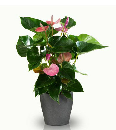 Fresh Blooms Flowers-Pink Anthurium
