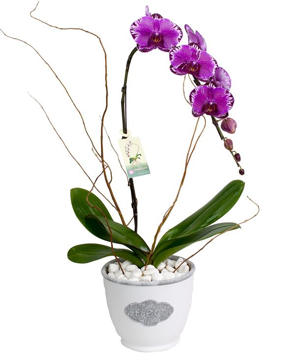 Fresh Blooms Flowers-Purple Waterfall Orchid