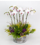 Fresh Blooms Flowers-Holiday Orchids Planter