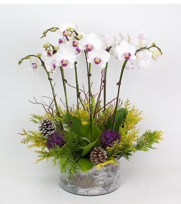 Fresh Blooms Flowers-Holiday Orchids Planter