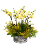 Fresh Blooms Flowers-Holiday Orchids Planter