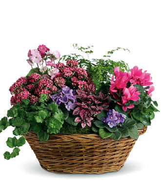 Fresh Blooms Flowers-Simply Chic Mixed Plant Basket