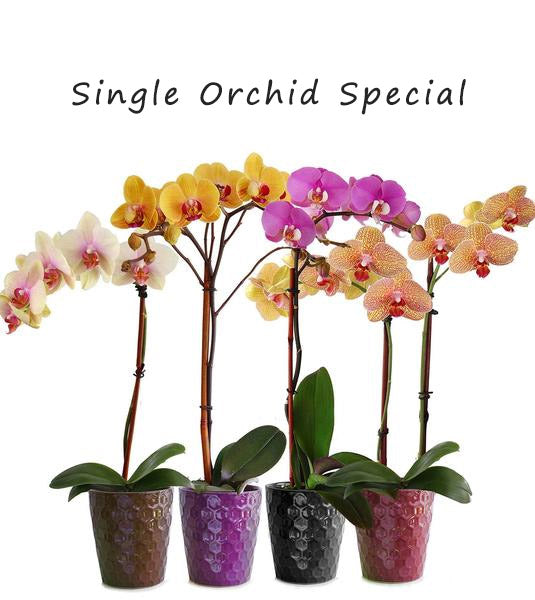 Fresh Blooms Flowers-Seasonal Orchids Special